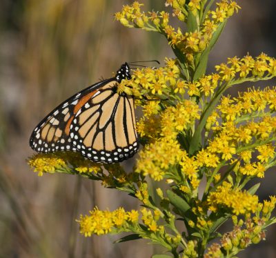 A monarch feeds on goldenrod nextar. Photo: Sam Bland