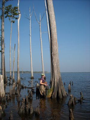 Cypress trees and so-called "ghost forests" may help provide a more complete picture of the health of North Carolinas sounds and a better understanding of how shores are changing. Photo: Marcelo Ardón