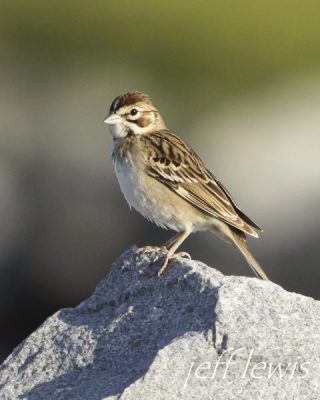 A lark sparrow. Photo: Jeff Lewis