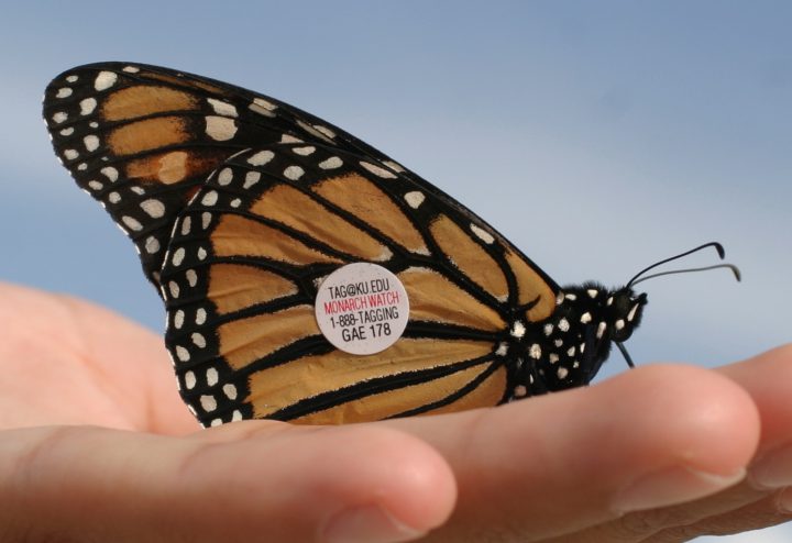 A tagged monarch is ready for release. Photo: Sam Bland