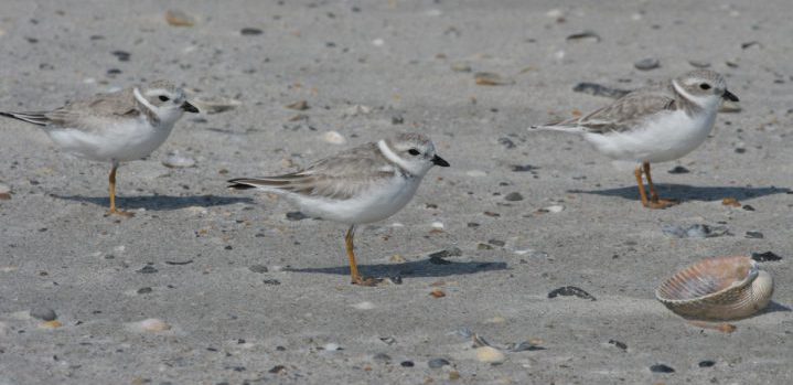 Populations of piping plover, including those listed as threatened and endangered, have been documented at Figure Eight Island’s north end. Photo: Sam Bland