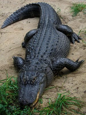 The American Alligator can reach 11 feet in length. Photo: Wikipedia