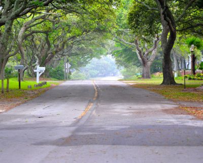 Branches of live oak trees form a canopy over the road in Atlantic, a Down East community in Carteret County. Photo: Lillie Chadwick Miller