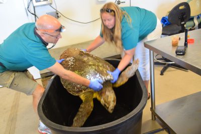 Harms and Broadhurst transfer the over 100-pound sea turtle from a scale to a tub for further examination. Photo: Ashita Gona