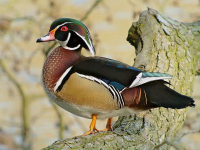 A wood duck. Photo: Frank Vassen/Wikipedia