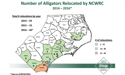 Higher numbers of alligator relocations does not necessarily mean there are more alligators in those areas are higher. There are likely more humans who report their presence. Graphic: North Carolina Wildlife Resources Commission