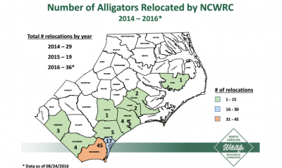 alligator carolina north alligators state differ opinions plan public coastalreview