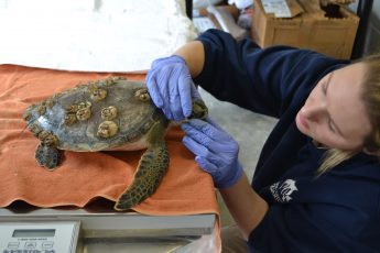 Assistant Curator Kristin Clark examines a cold-stunned turtle at the North Carolina Aquarium at Roanoke Island earlier this year. Photo: North Carolina Aquarium at Roanoke Island