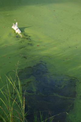 A dog swims in the blooming algae of a pond in Swepsonville. Photo: Ildar Sagdejev/Wikipedia