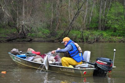 F.P. White of Riegelwood pulls in an American shad. Photo: Hannah Miller