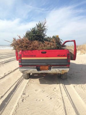 A Pine Knoll Shores town truck is used to carry trees to a spot along the dunes. Photo courtesy Pine Knoll Shores