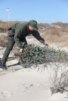 Paul Branch, a Fort Macon National Park ranger, places a recycled Christmas tree on a dune at the park. The rangers use the trees to catch sand and rebuild the dunes. Photo: Lance Cpl. Cory D. Polom, U.S. Marine Corps