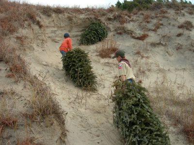 Cub scouts from Troop No. 130 Morehead City placing trees in the sand dunes at Fort Macon State Park. Photo: Randy Newman