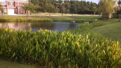 A robust vegetative buffer improves water quality. Photo: North Carolina Cooperative Extension