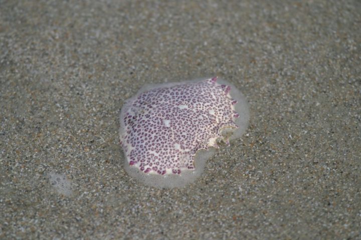 A lady crab shell. Photo: Sam Bland