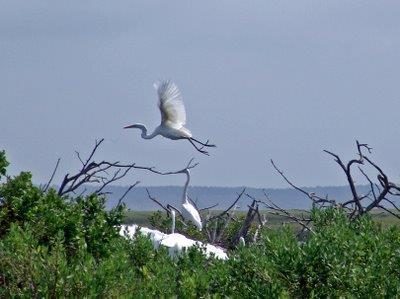 Shorebirds roost at the Rachel Carson Reserve near Beaufort. Photo: NCDEQ