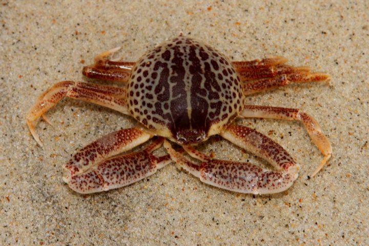 A purse crab. Photo: Sam Bland