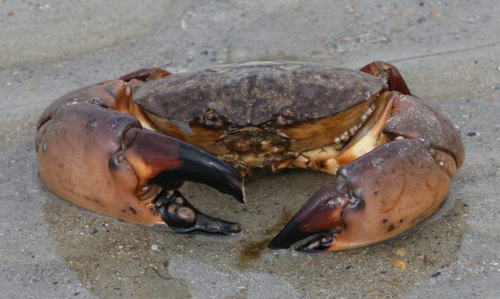 A stone crab. Photo: Sam Bland