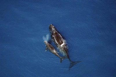 Right whale and calf. Photo: NOAA