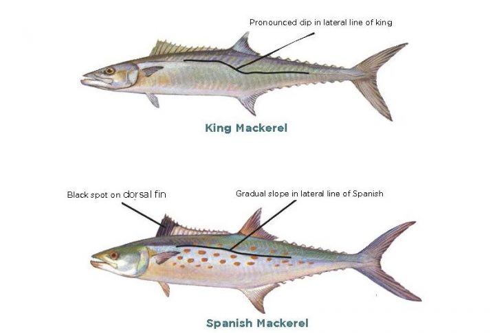 Spanish mackerel