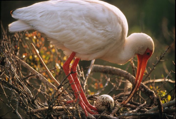 Guarding Treasure: An ibis parent stands ready to protect an egg. Photo: Walker Golder/Audubon