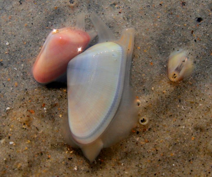 Sam's Field Notes Coquina Clams Coastal Review