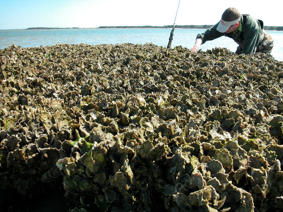 Joel Fodrie of the University of North Carolina Institute of Marine Sciences collects samples at an oyster reef. Photo: Contributed