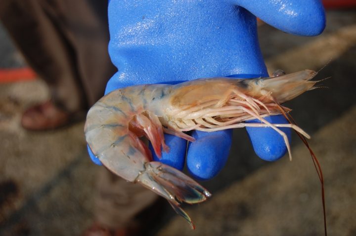 Carteret Local Food Network and Carteret Catch, organizations that promote eating local seafood, like this shrimp, and other local foods will be represented at Wild Caught. Photo: Carteret Catch