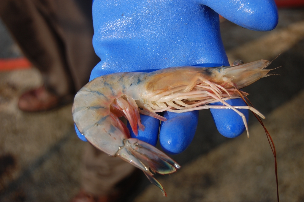 Carteret Local Food Network and Carteret Catch, organizations that promote eating local seafood, like this shrimp, and other local foods will be represented at Wild Caught. Photo: Carteret Catch