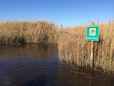 bald eagle island