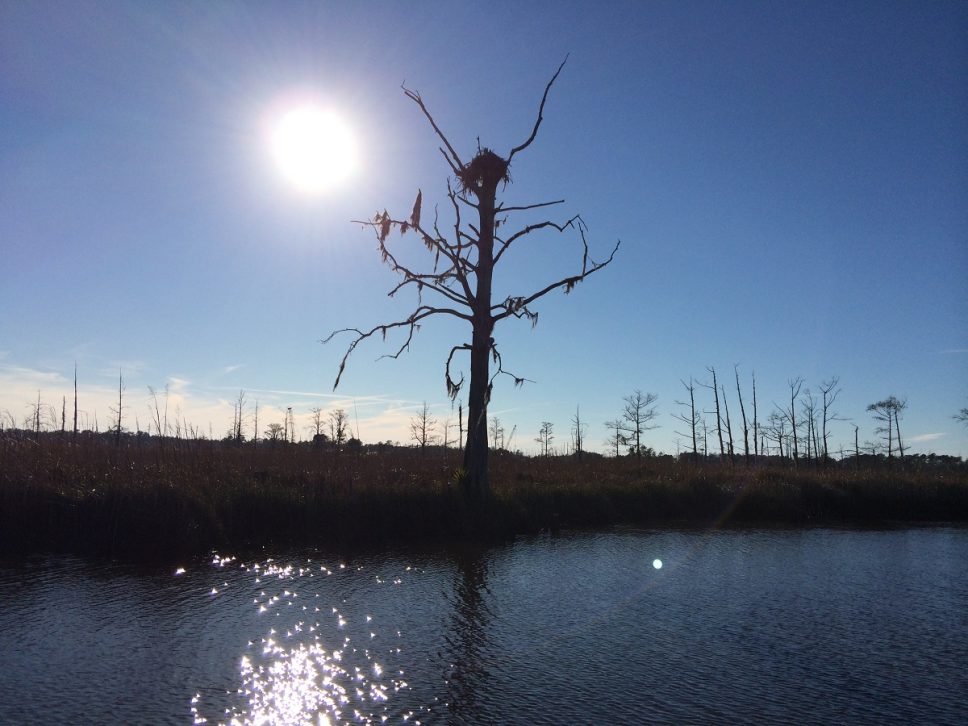 Eagles Island Stewards Look To Expand Effort Coastal Review