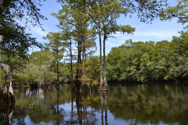 Paddling Black River: Park Study Underway | Coastal Review Online