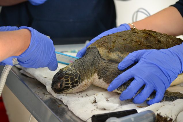 Updated: More Cold-Stunned Sea Turtles | Coastal Review