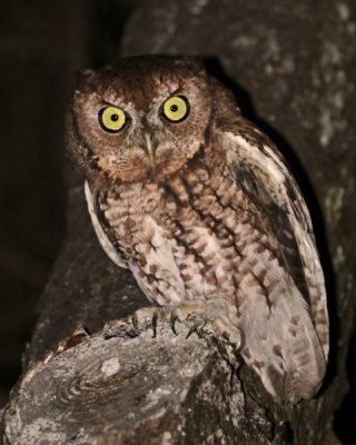 Coastal Owls Mysterious Misunderstood Coastal Review Online