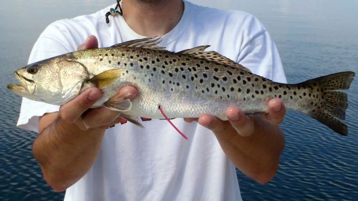 north carolina fishing