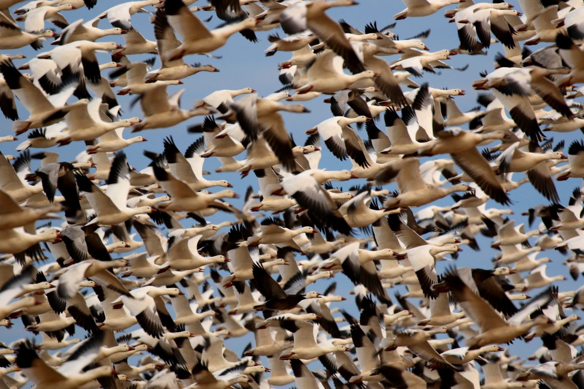 Snow geese take flight over the Pungo Unit of the Pocosin Lakes National Wildlife Refuge in northeastern North Carolina. Photo: Sam Bland