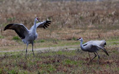 Sandhill Crane - Éco-Odyssée