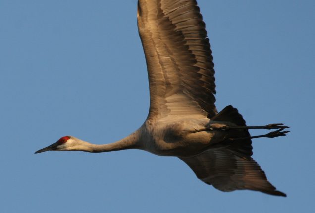 Sam's Field Notes: Sandhill Cranes | Coastal Review