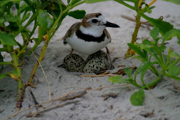 The Wilson’s plover, a species of special concern, will nest in areas with a little bit of cover among small lumpy dunes. Avoid walking through beach grasses where they may not be seen. Photo: Sam Bland