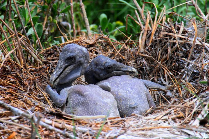 Brown pelican chicks are altricial, hatching naked and helpless, and they have been referred to as “blobs.” Photo: Sam Bland
