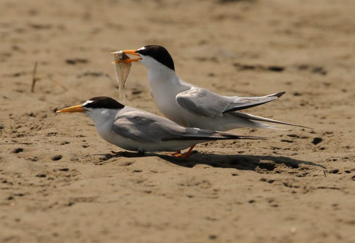 Birds arrive in April and begin scouting out nesting sites and courting mates. Here, a male least tern offers a female a fish as an indication that he is a good provider. Photo: Sam Bland