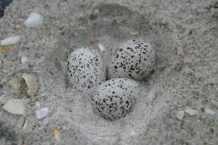 There are many hazards that threaten the development of the eggs. The wind can blow sand that completely covers the eggs or rolls them out of the nest and down the beach. Perhaps the biggest threat is unleashed pets that chase the birds and run through nesting sites. Please keep your pet leashed, in most beach communities it’s the law. Photo: Sam Bland