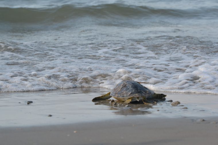 PKS Aquarium Releases Seven Sea Turtles | Coastal Review