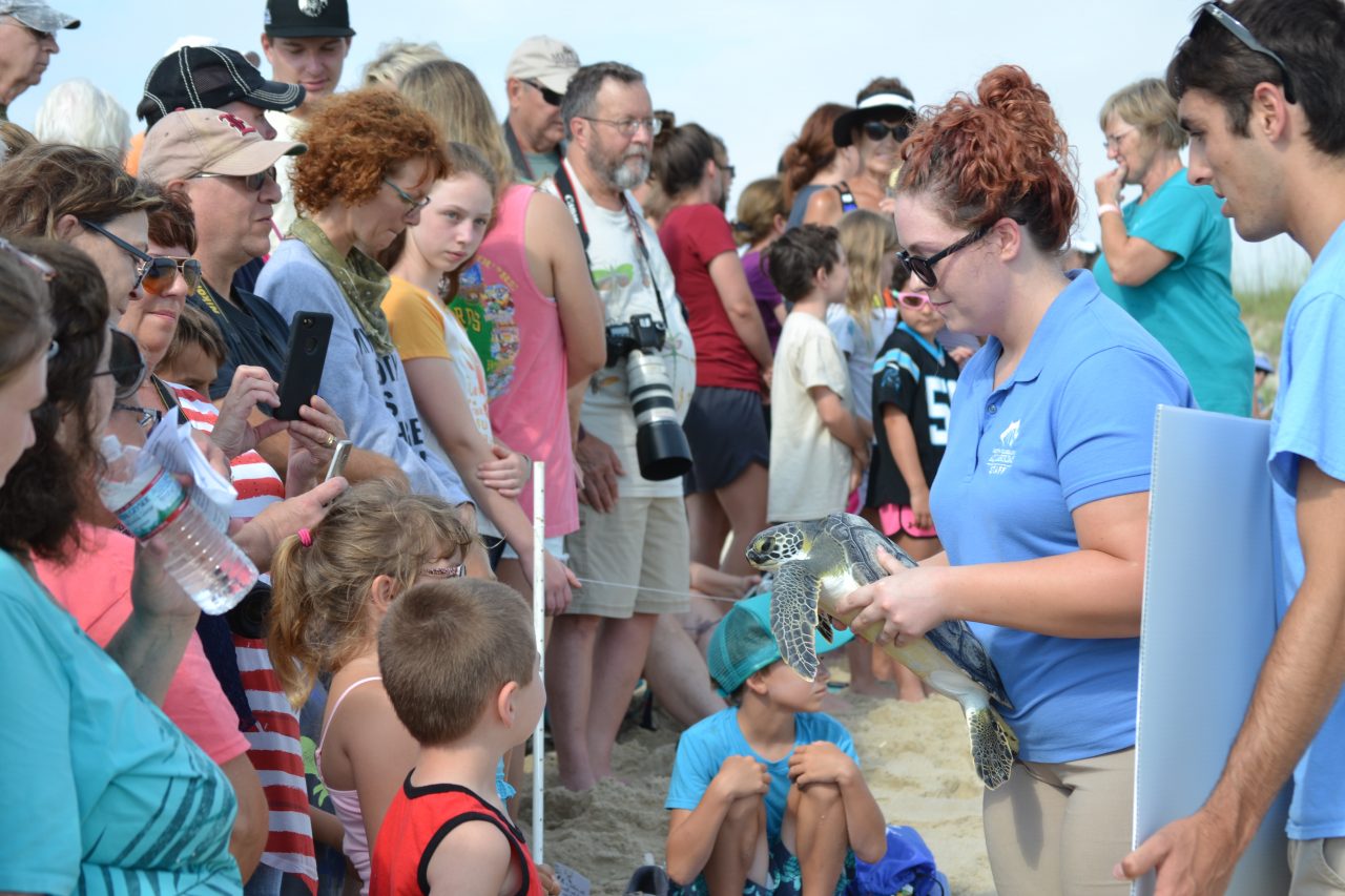 A crowd gathers June 22, 2018, on the beach for a sea turtle release. Photo: N.C. Aquarium on Roanoke Island. 