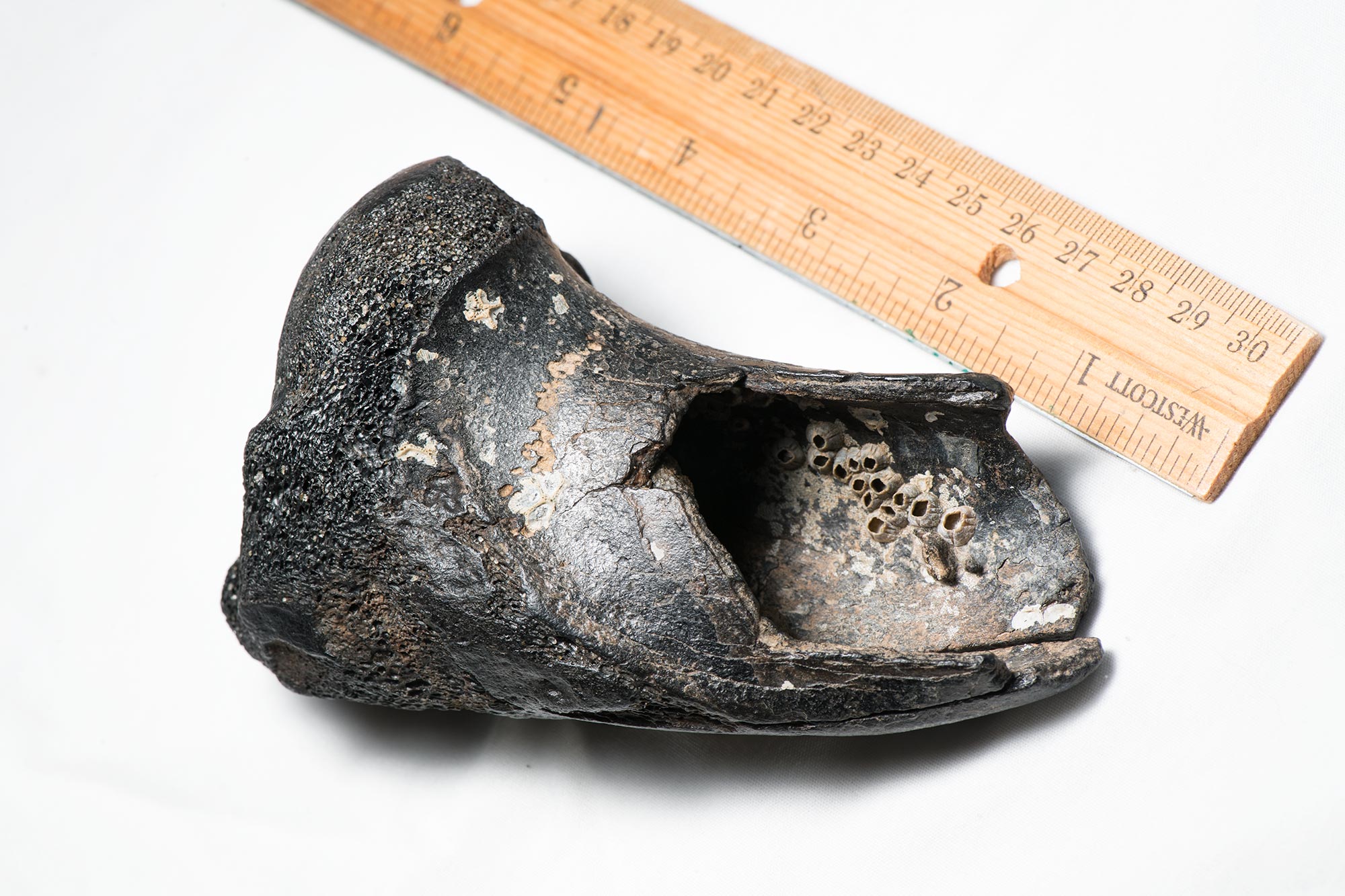 Arriba 90+ imagen black fossil bone