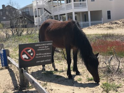 Don T Feed Wild Horses Urges Organization Coastal Review