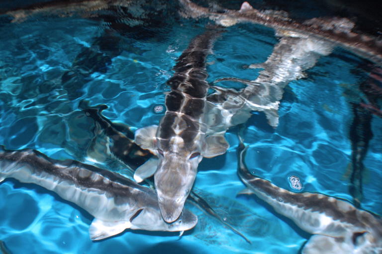 Sturgeon Business A New Kind of Family Farm Coastal Review