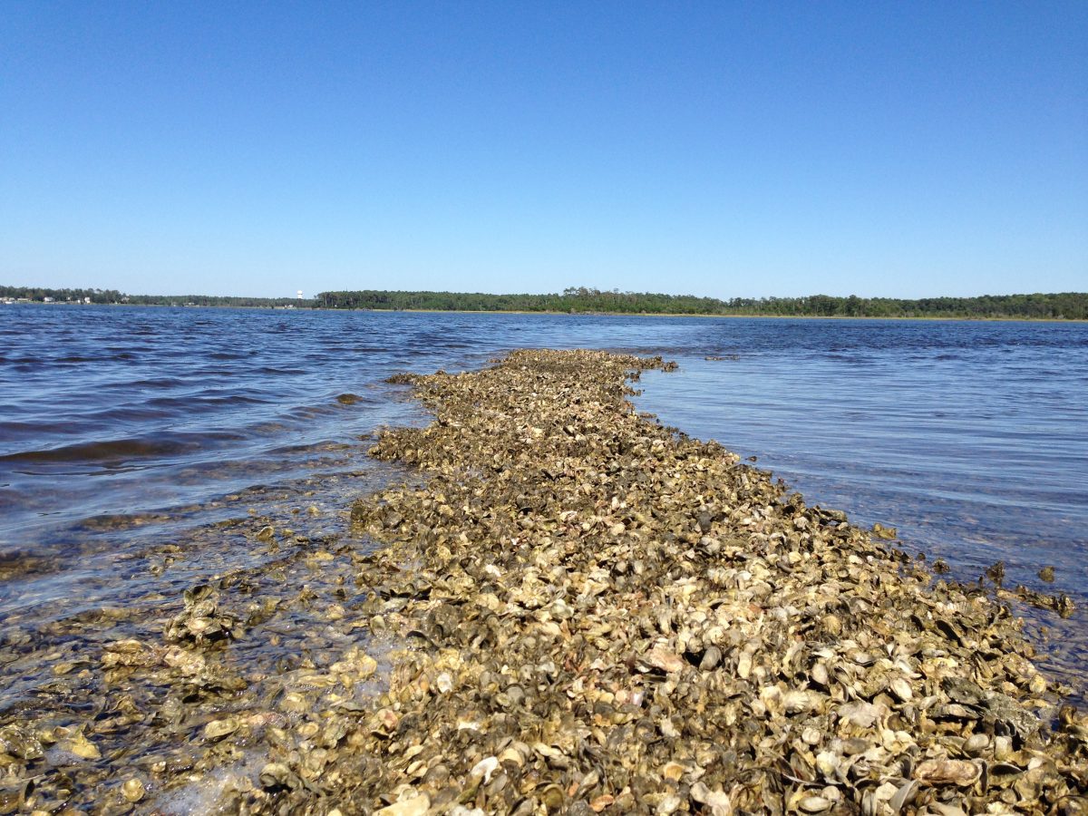 Living shorelines are accepted as a natural alternative to prevent erosion along the shores of estuaries. Photo: UNC