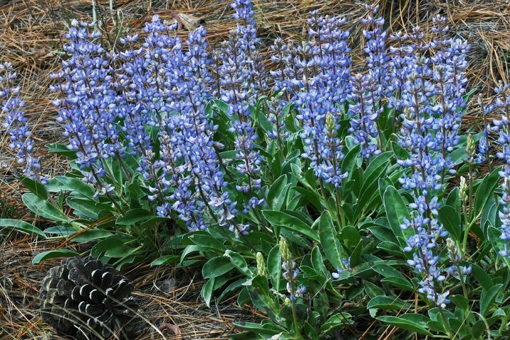 Audubon Nc Expands Native Plant Guide Coastal Review