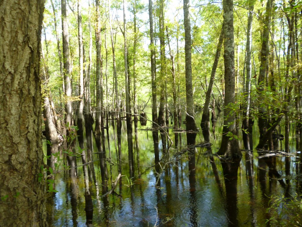 Origins, Growth of North Carolina Land Trusts Coastal Review